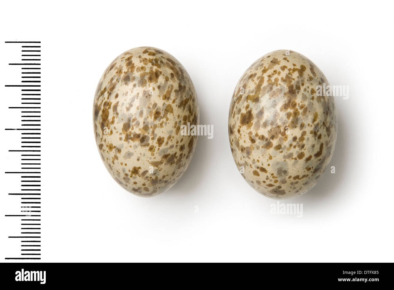 Pteroclididae exustus, chestnut-bellied sandgrouse eggs Stock Photo
