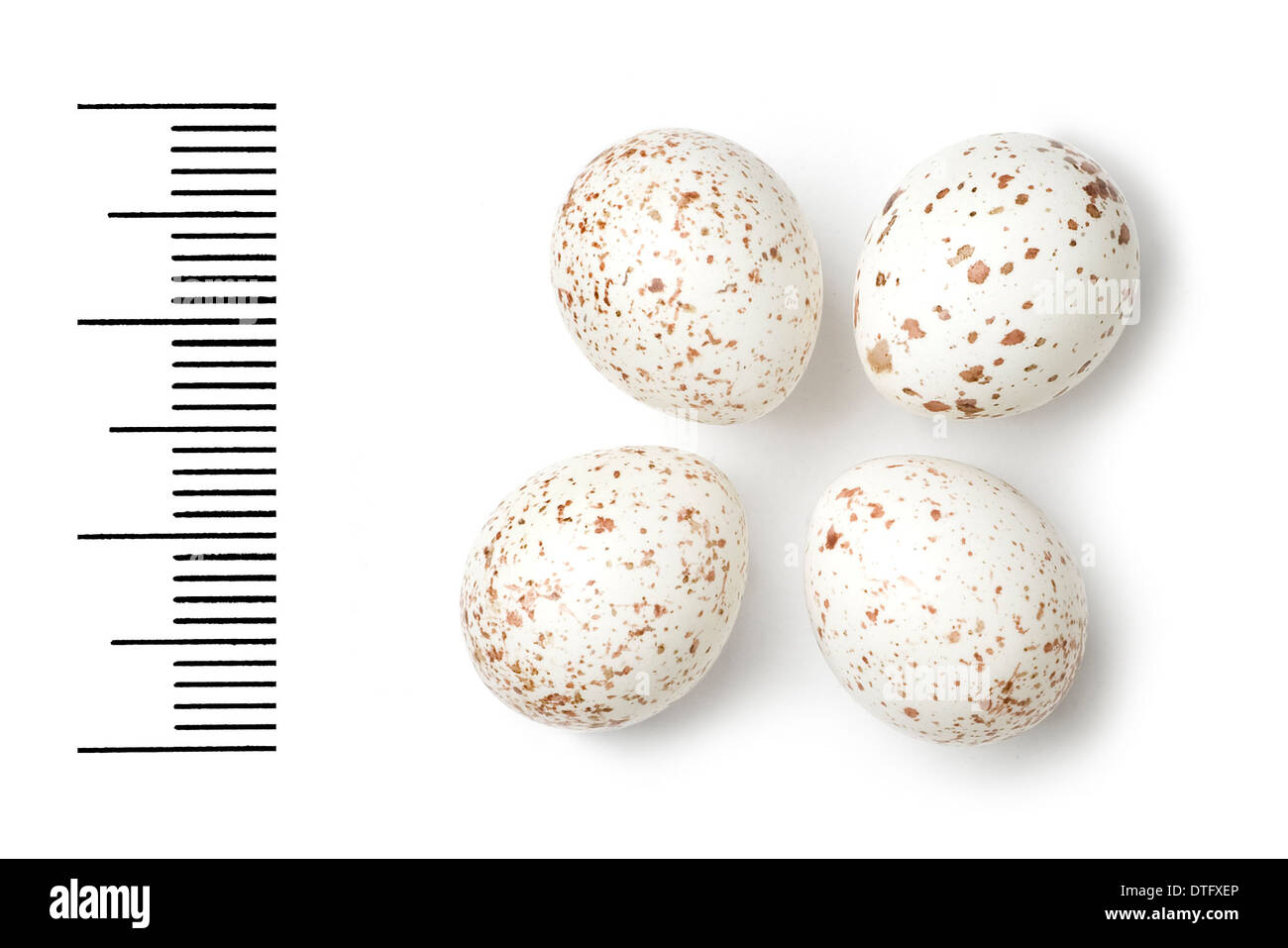 Phylloscopus ibericus, iberian chiffchaff eggs Stock Photo