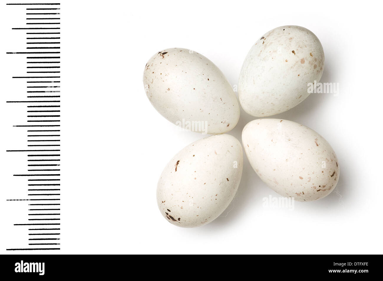 Loxia leucoptera, white-winged Crossbill eggs Stock Photo
