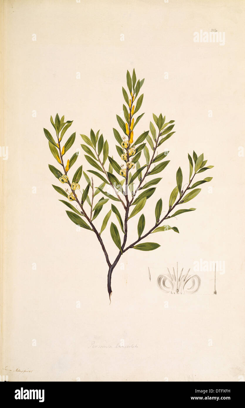 Persoonia lanceolata, lance leaf geebung Stock Photo