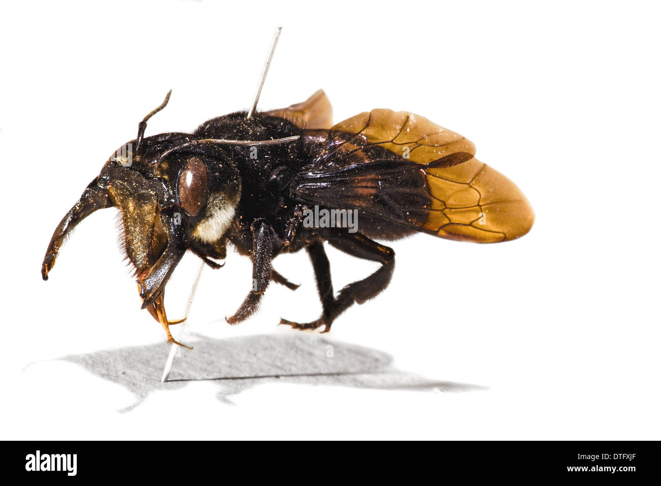 Megachile pluto, Wallace's giant bee Stock Photo