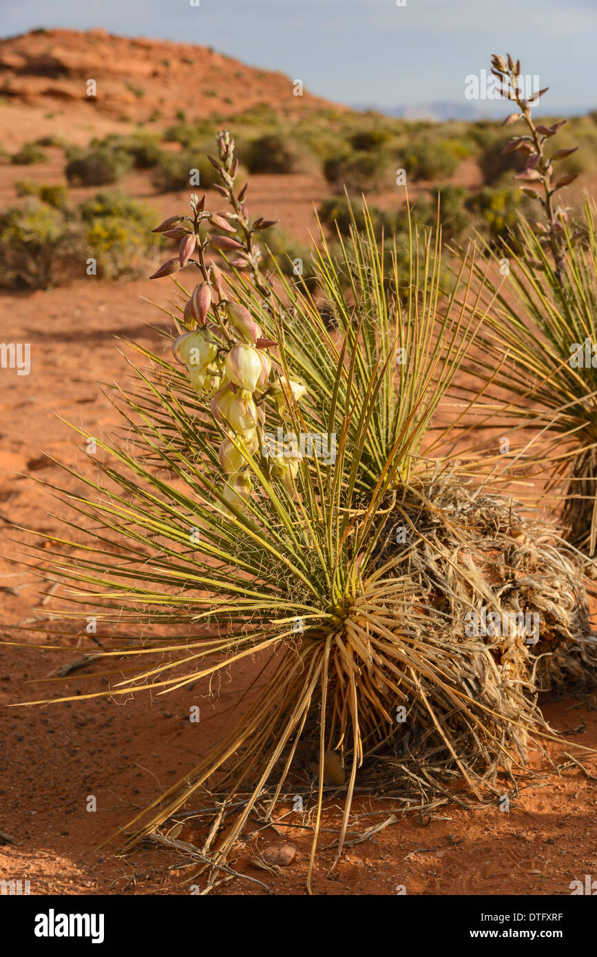 Harriman's Yucca, Yucca harrimaniae, also known as Narrow Leaf Yucca