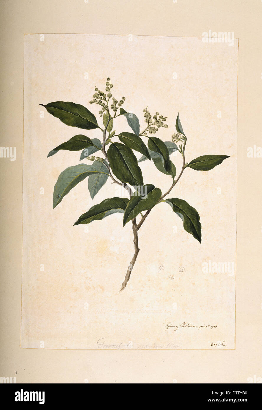 Tournefortia paniculata Stock Photo