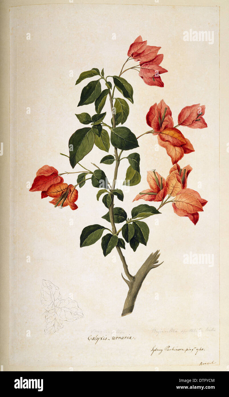Bougainvillea spectabilis, paper flower Stock Photo