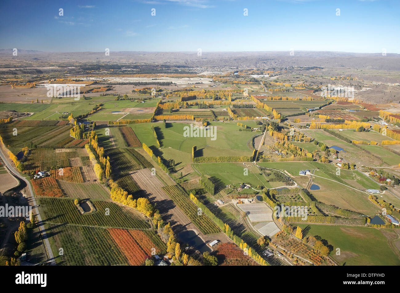 Orchards and Poplar Trees, Earnscleugh, near Alexandra, Central Otago, South Island, New Zealand - aerial Stock Photo