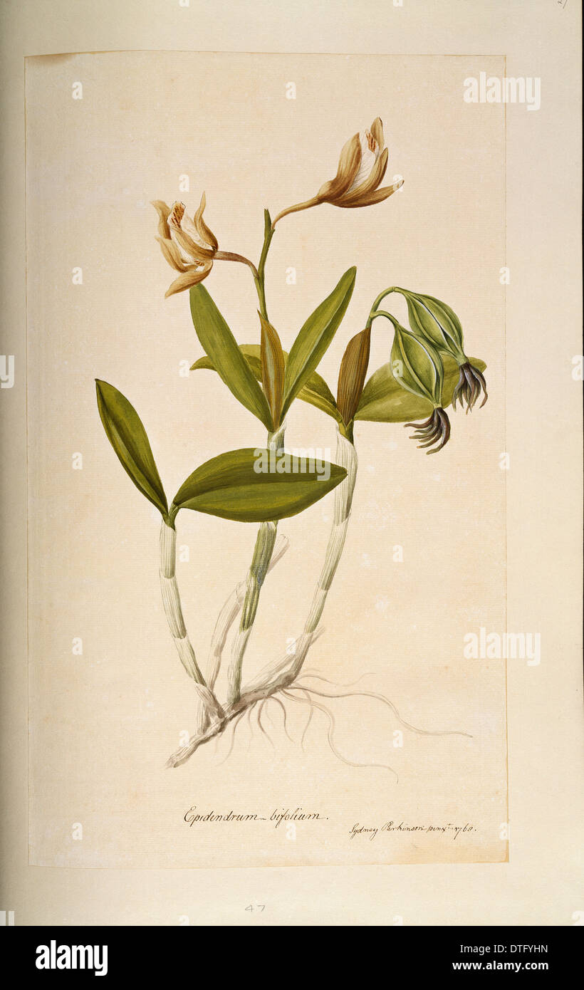 Cattleya forbesii, cattleya orchid Stock Photo