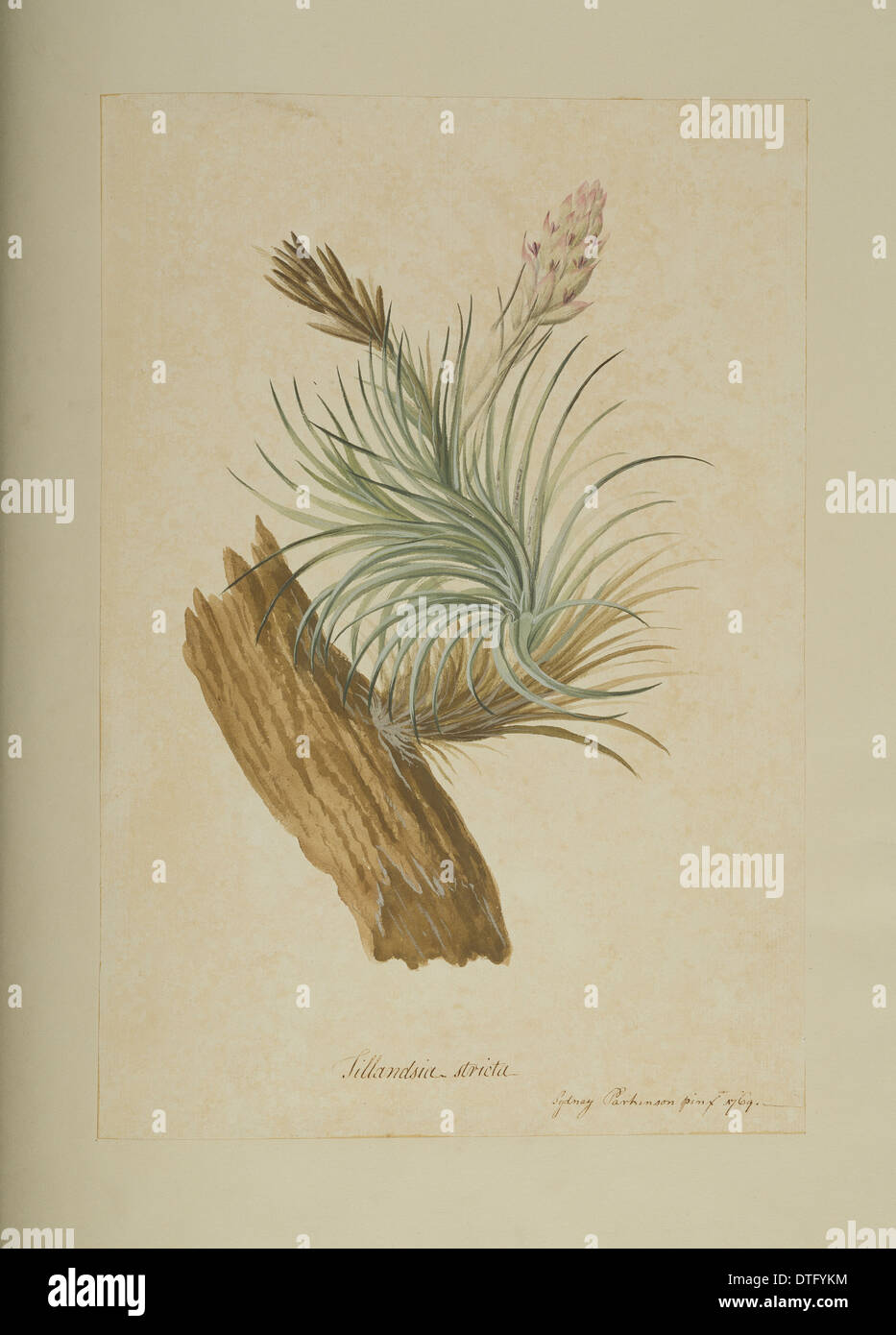 Flowering tillandsia plant hi-res stock photography and images - Alamy