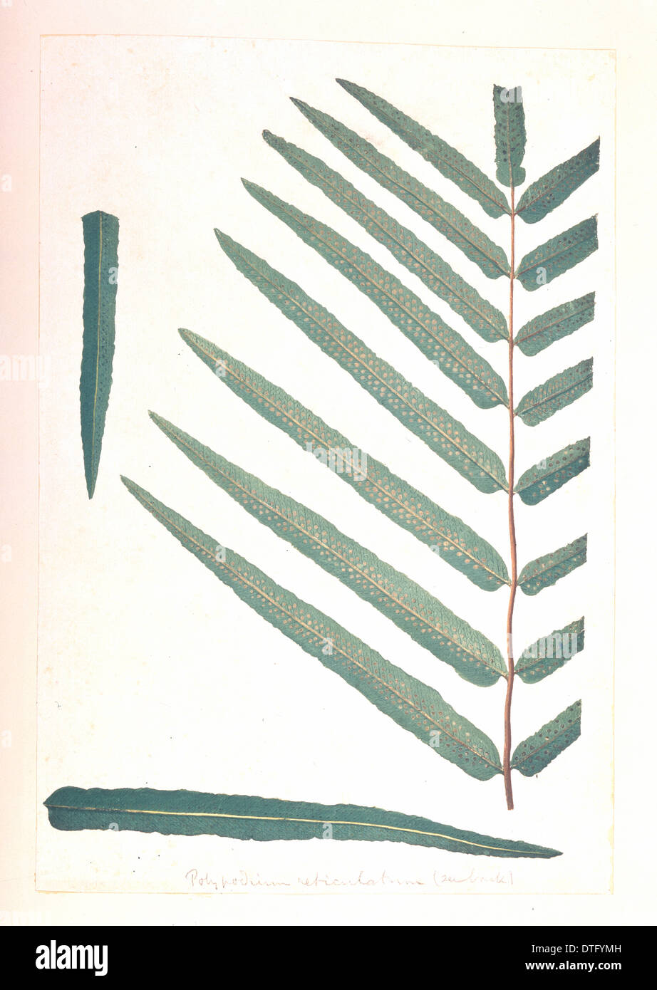 Meniscium reticulatum, giant reticulated fern Stock Photo