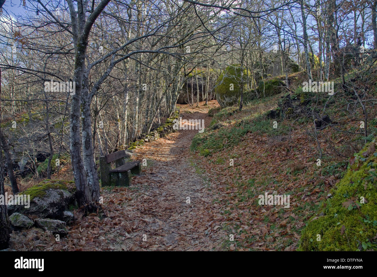 Forest Path, Portugal Stock Photo