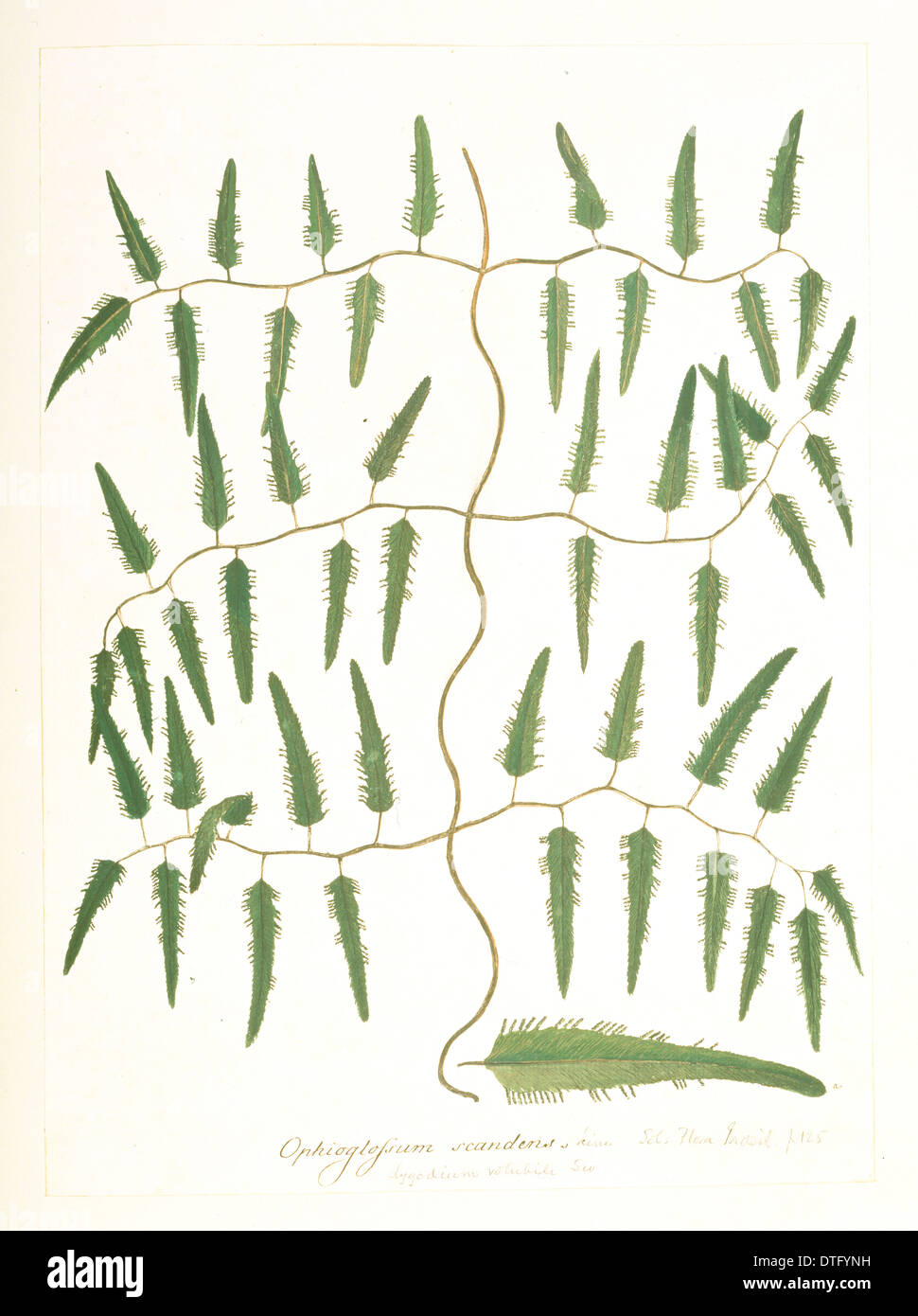 Lygodium volubile, climbing fern Stock Photo