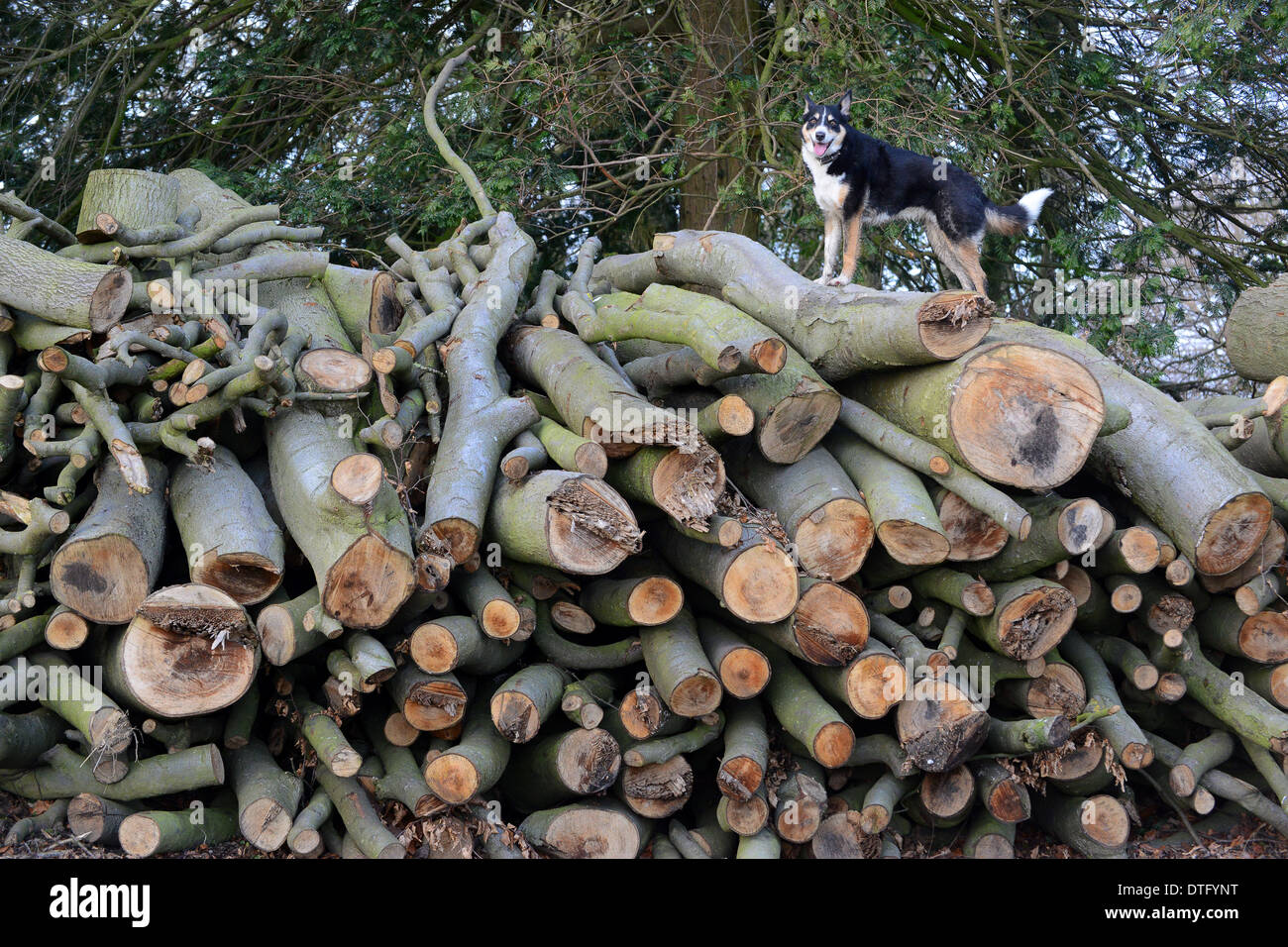 Stack of timber logs with dog on top Uk Stock Photo Alamy