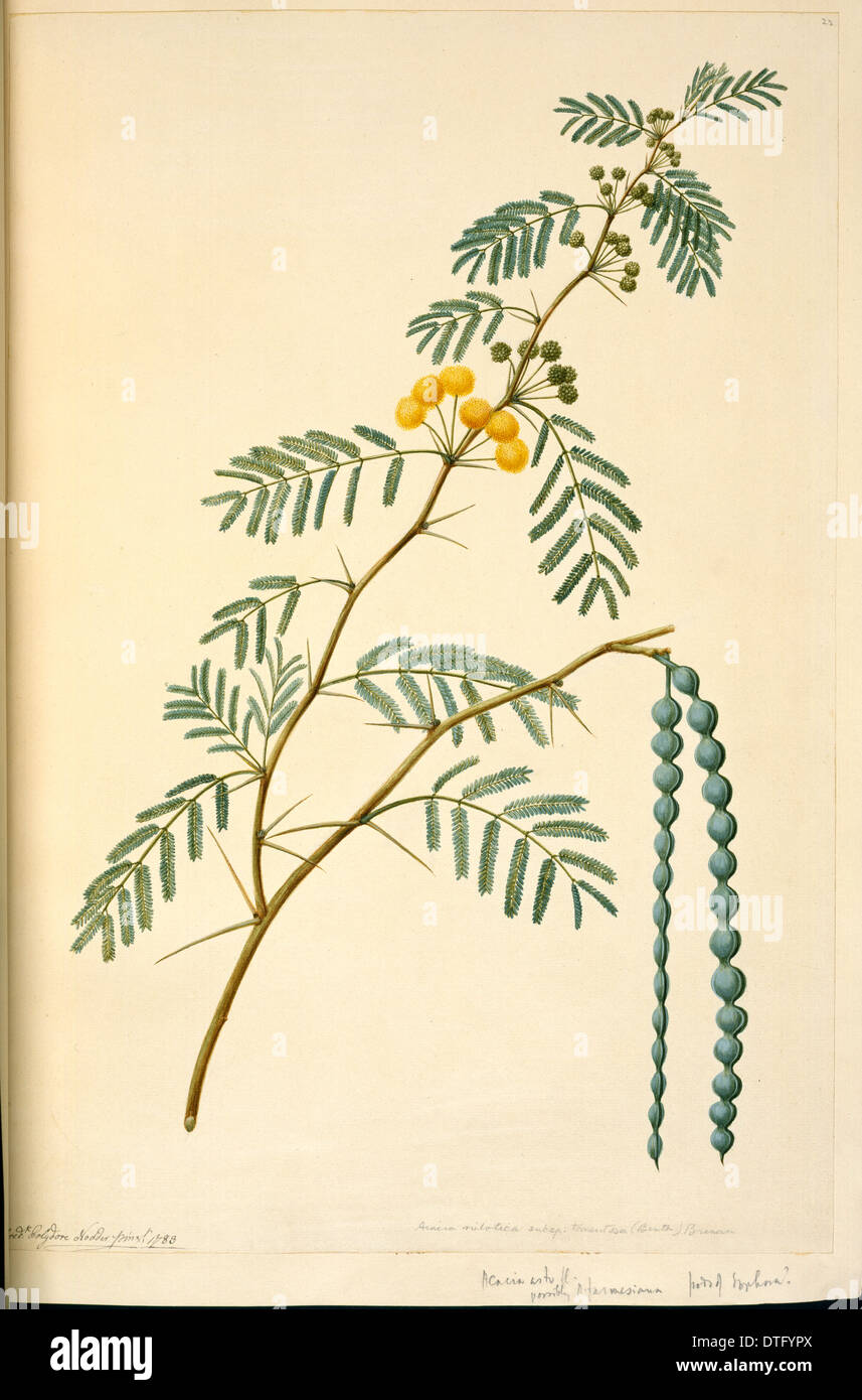 Acacia nilotica, prickly acacia tree Stock Photo