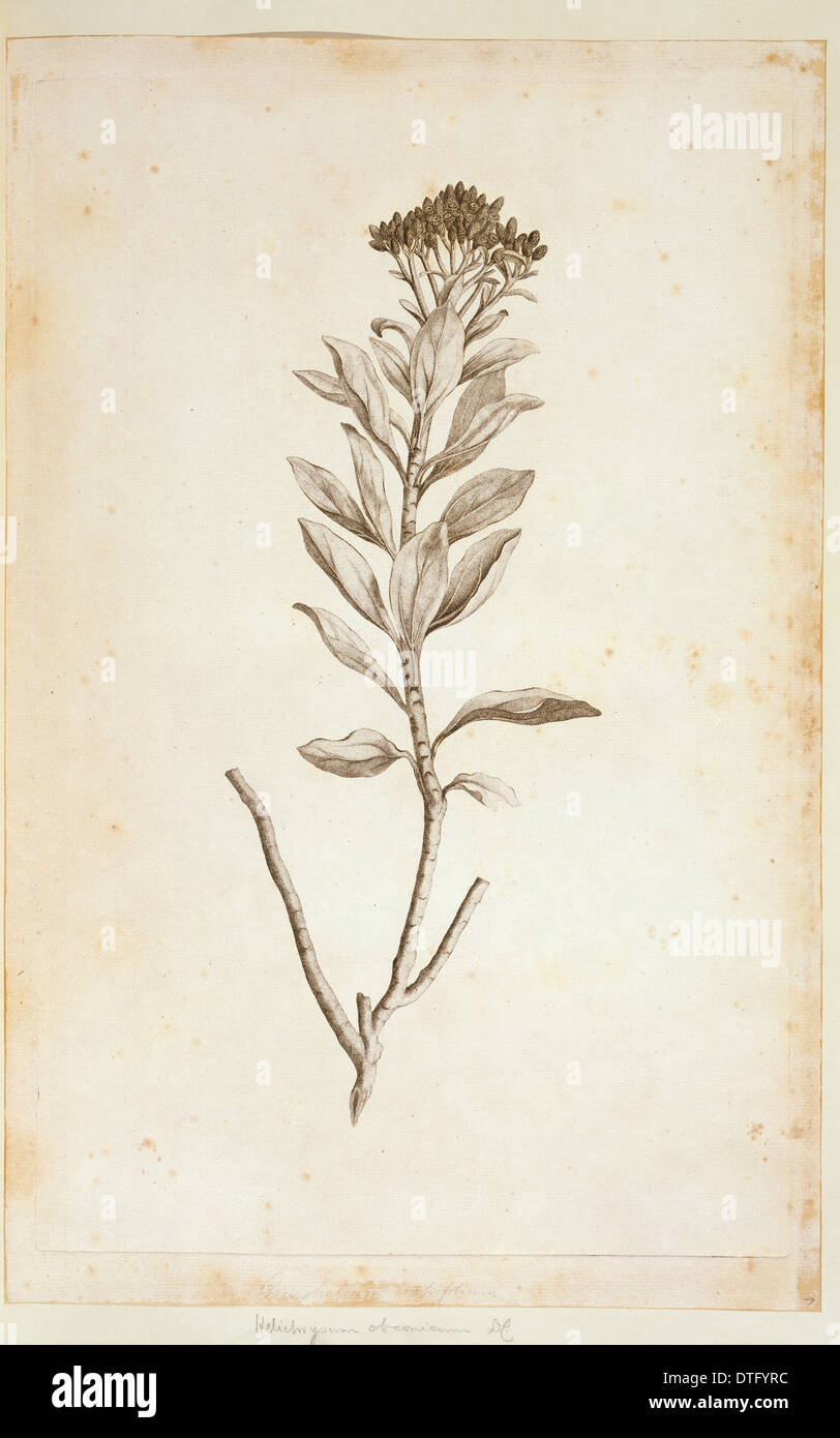 Helichrysum obconicum Stock Photo
