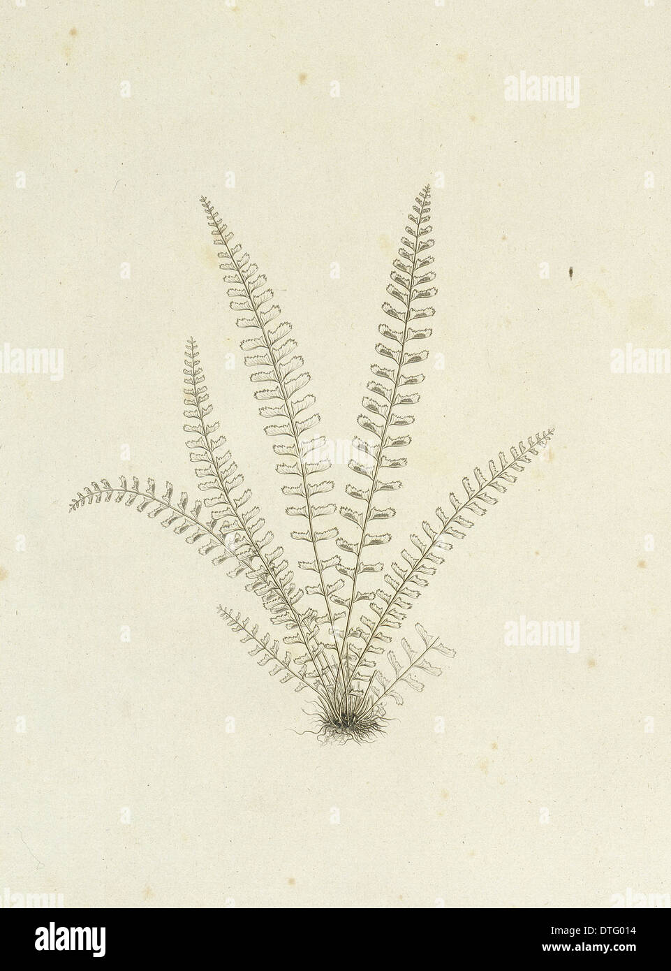 Asplenium monanthes, single-sorus spleenwort Stock Photo