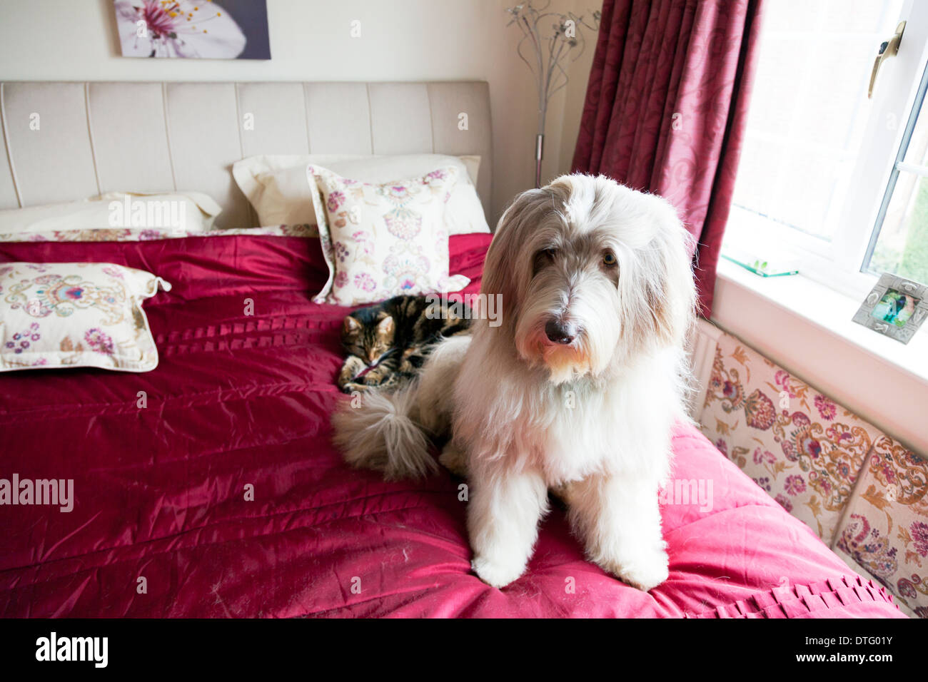 Cute dog on bed hires stock photography and images Alamy