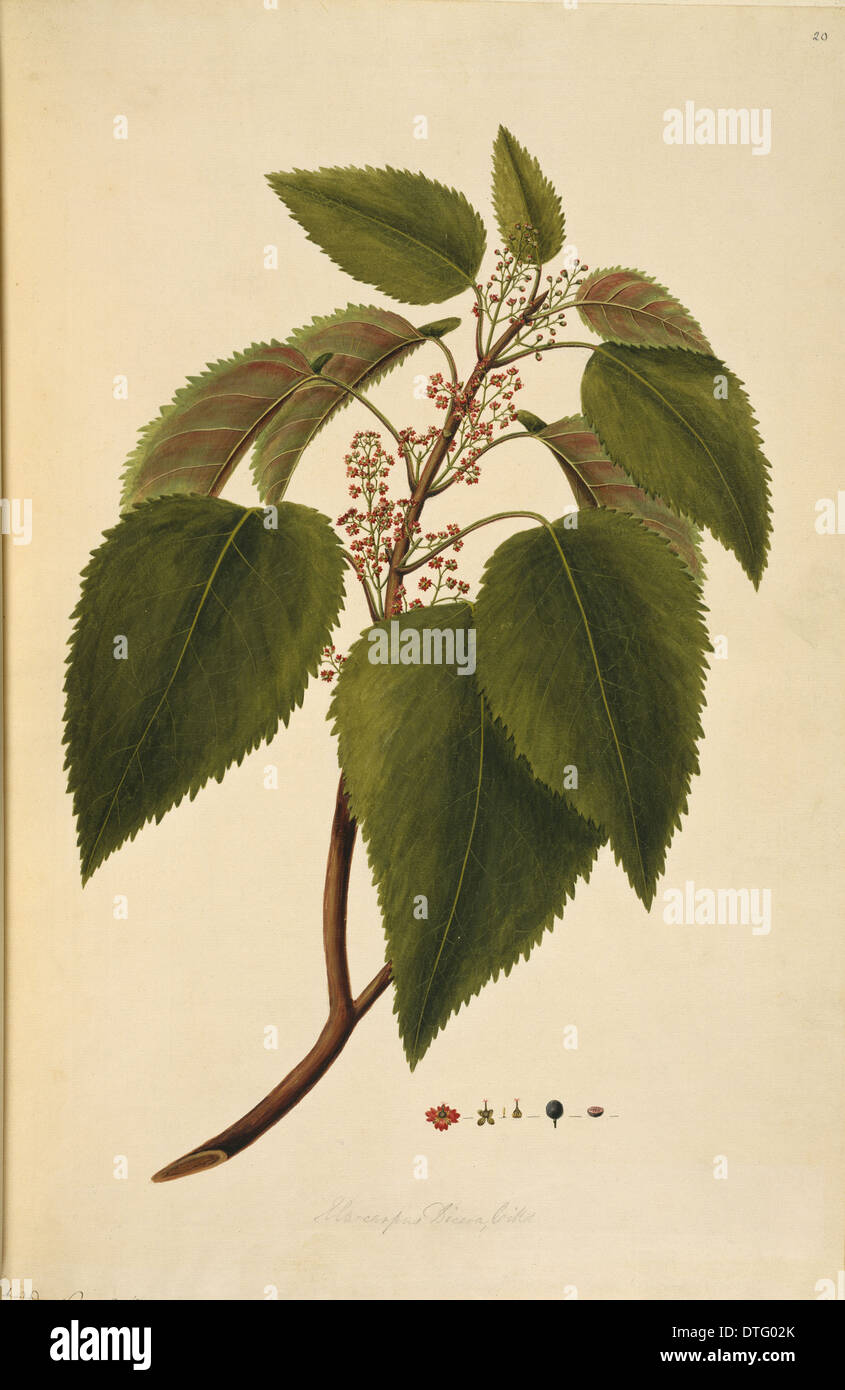 Aristotelia serrata, wineberry tree Stock Photo