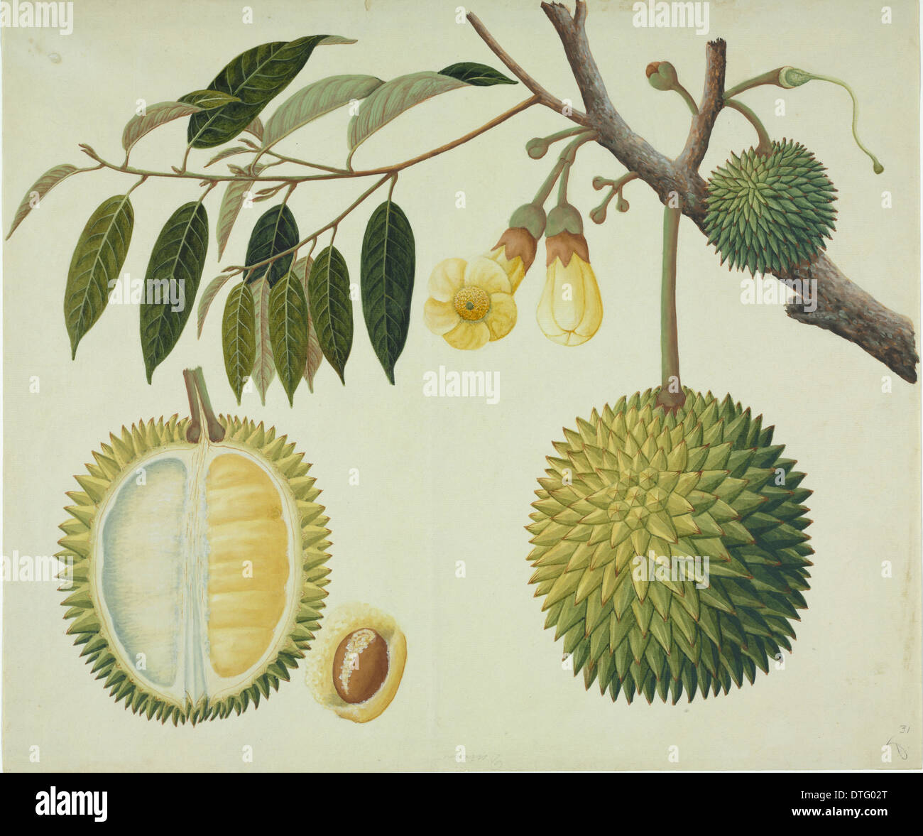 Durio zibethinus, durian Stock Photo