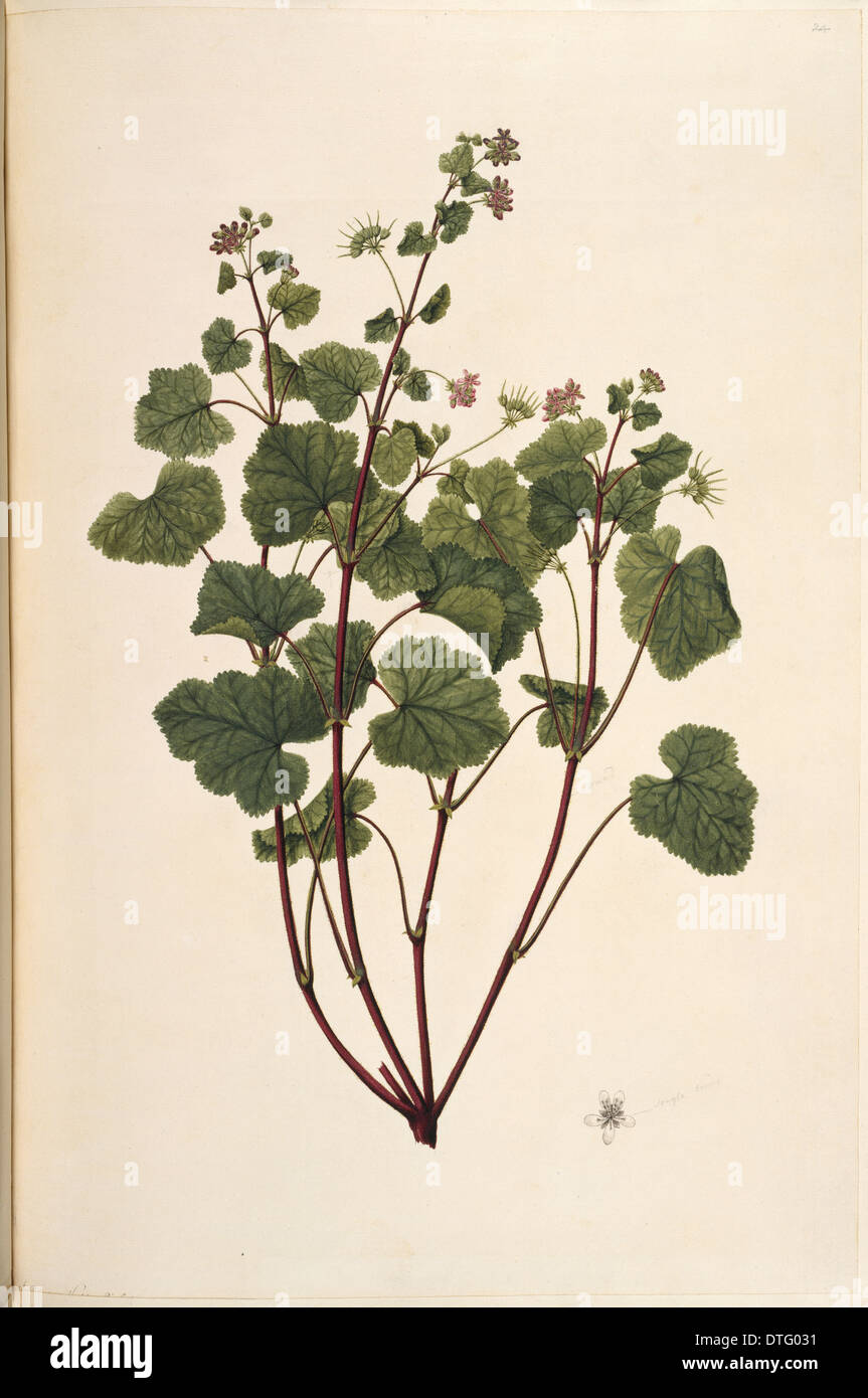 Pelargonium inodorum, scentless geranium Stock Photo