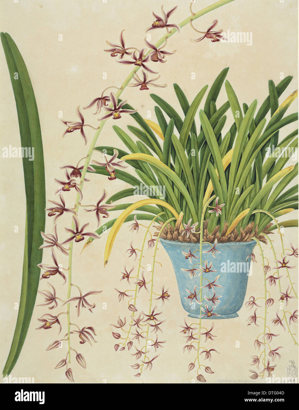 Cymbidium aloifolium, orchid Stock Photo