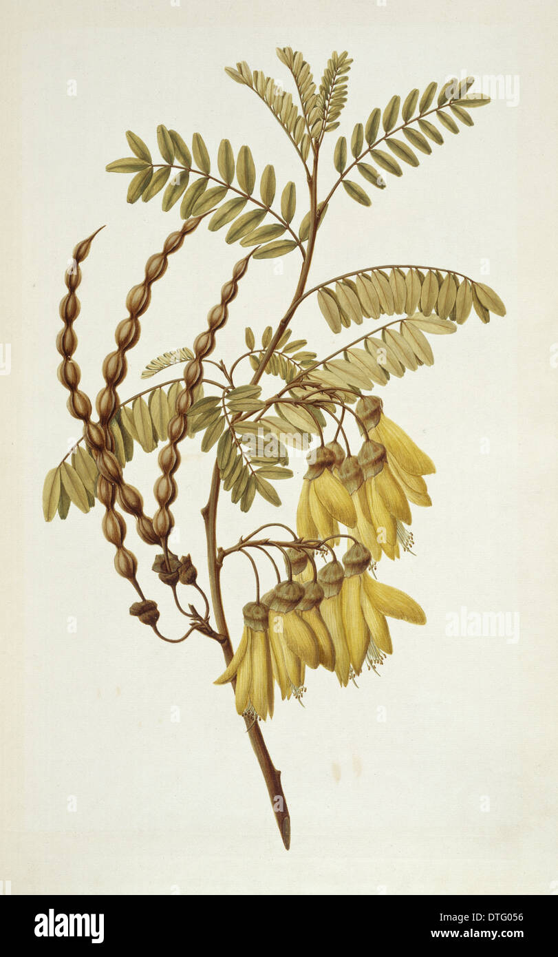 Sophora tetraptera, yellow kowhai Stock Photo