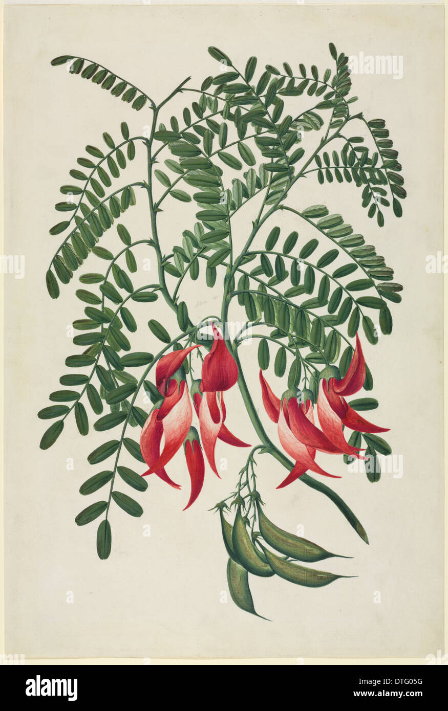 Clianthus puniceus, scarlet clianthus Stock Photo