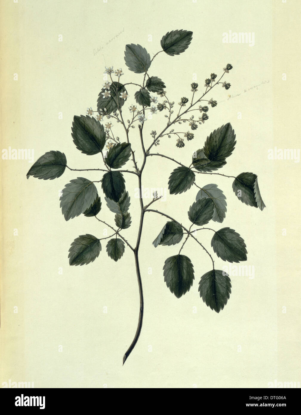 Rubus australis, bush lawyer Stock Photo