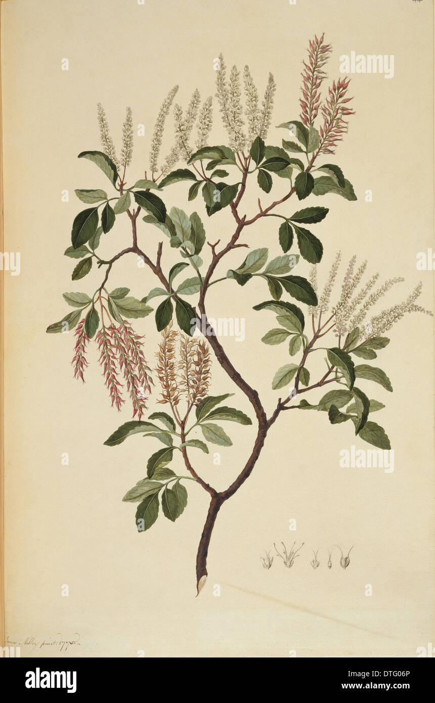 Weinmannia sylvicola, tawhero tree Stock Photo