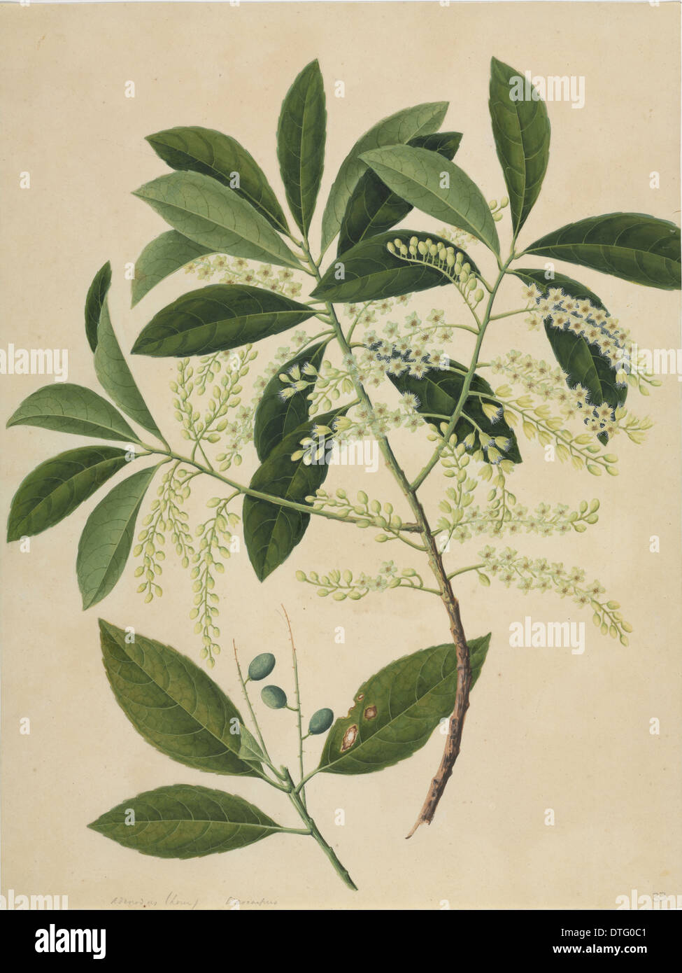 Elaeocarpus sp. Stock Photo