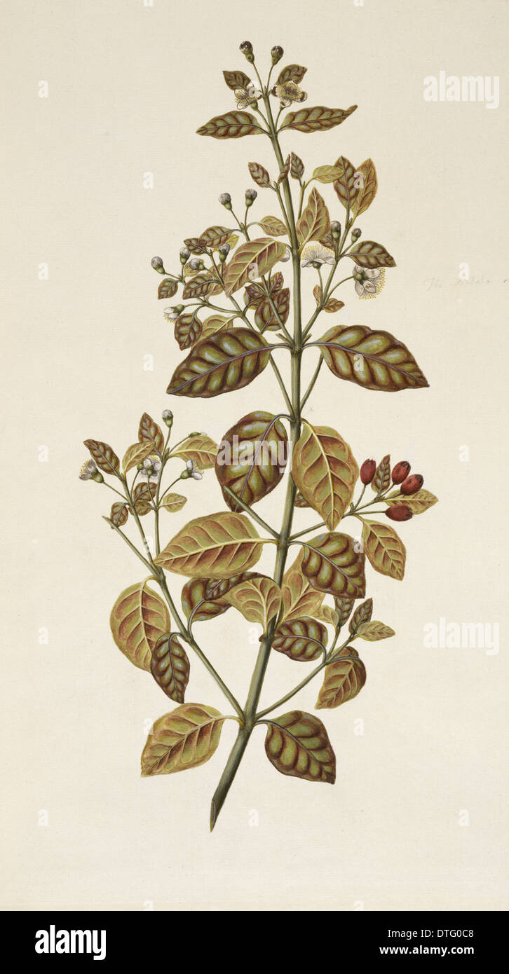 Lophomyrtus bullata, ramarama Stock Photo