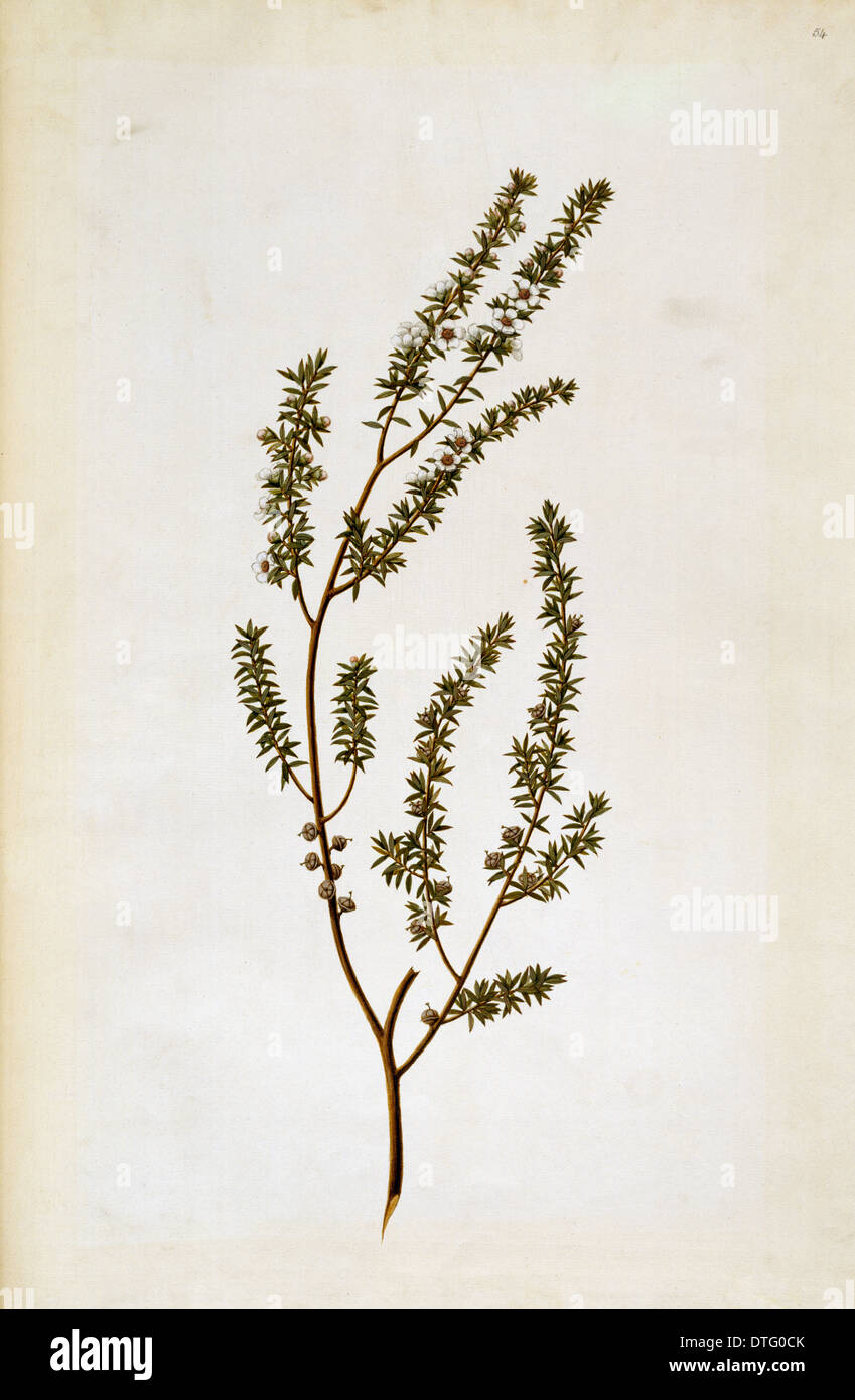 Leptospermum scoparium, tea tree Stock Photo