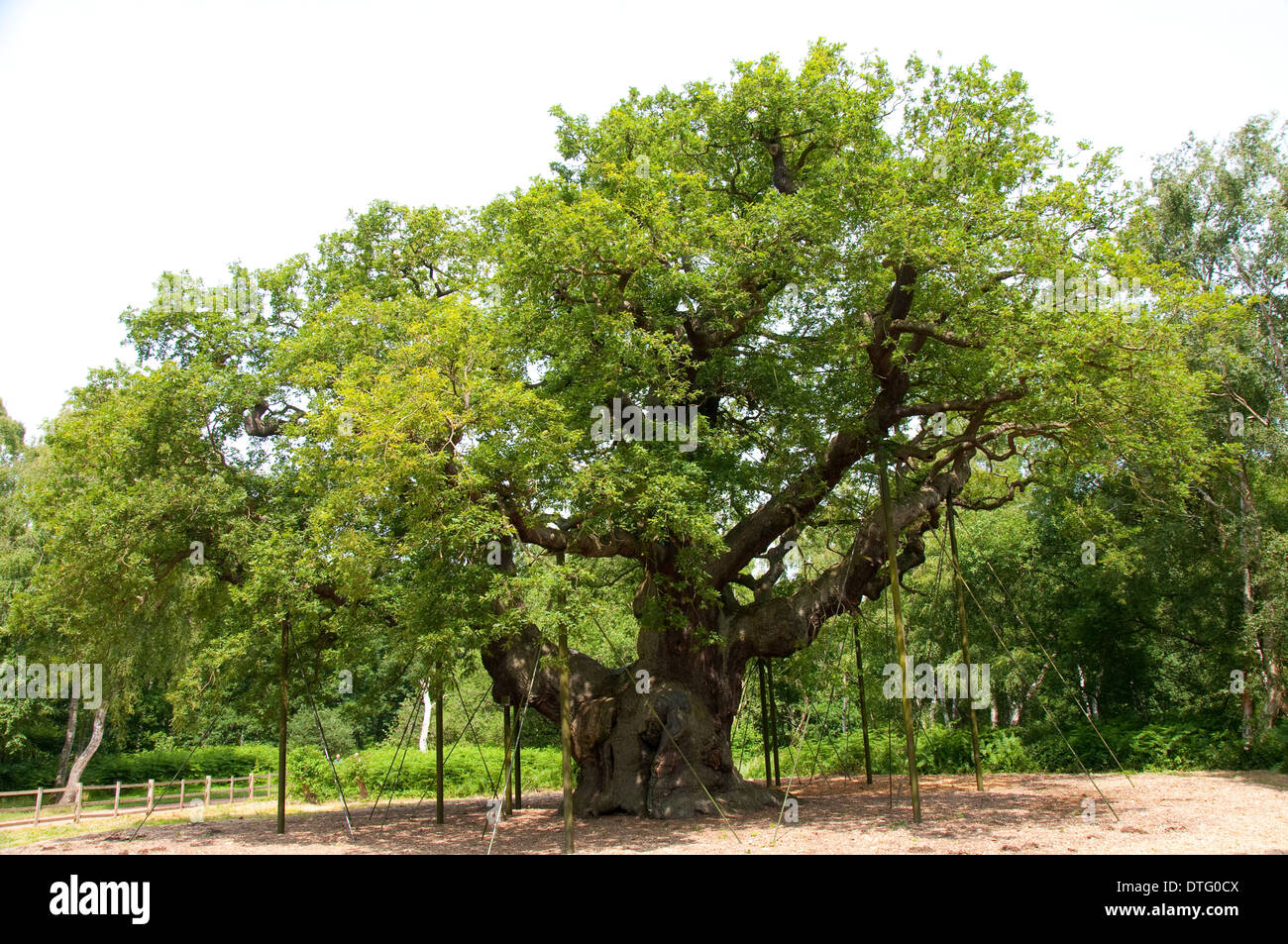 The Major Oak At The Sherwood Forest Visitors Centre Edwinstowe