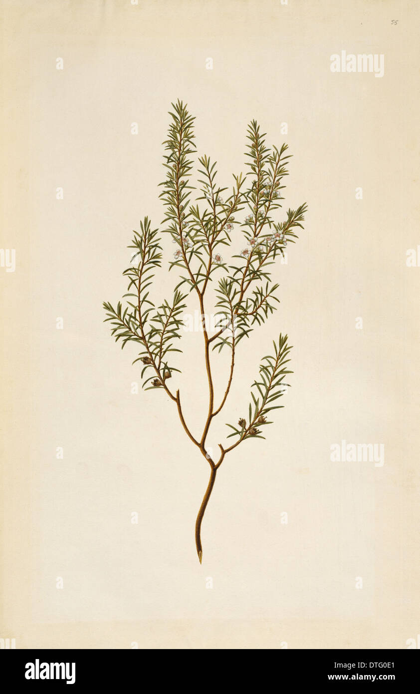Leptospermum ericoides, kanuka honey Stock Photo