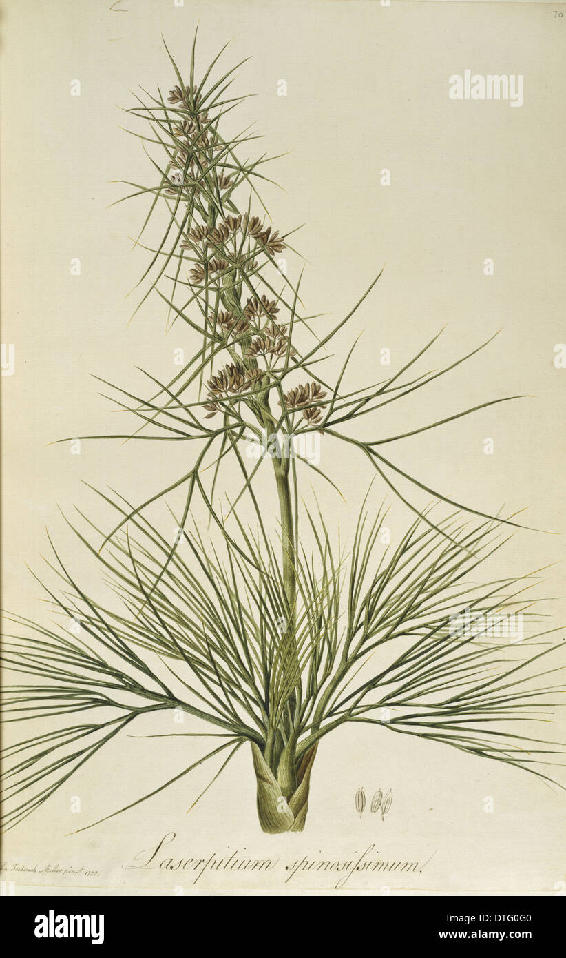 Aciphylla squarrosa, speargrass Stock Photo