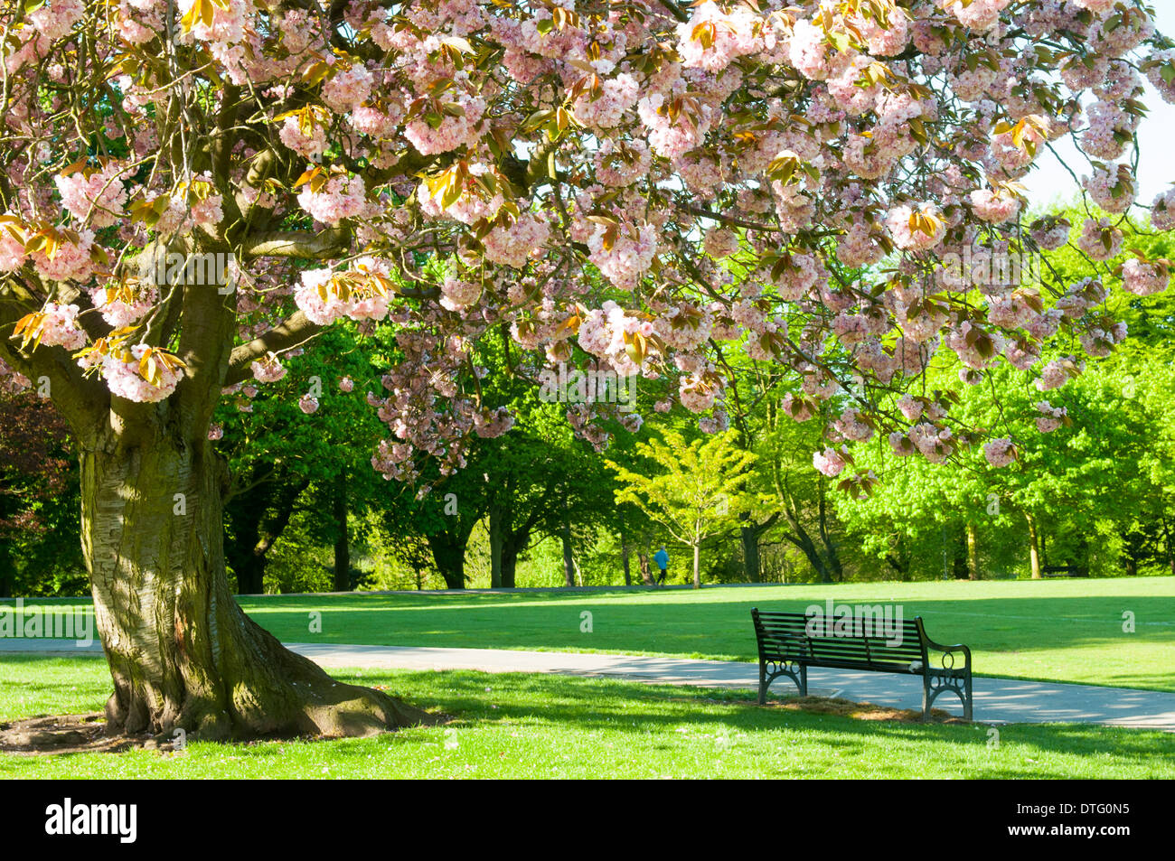 Spring at Woodthorpe Park, Nottingham England UK Stock Photo