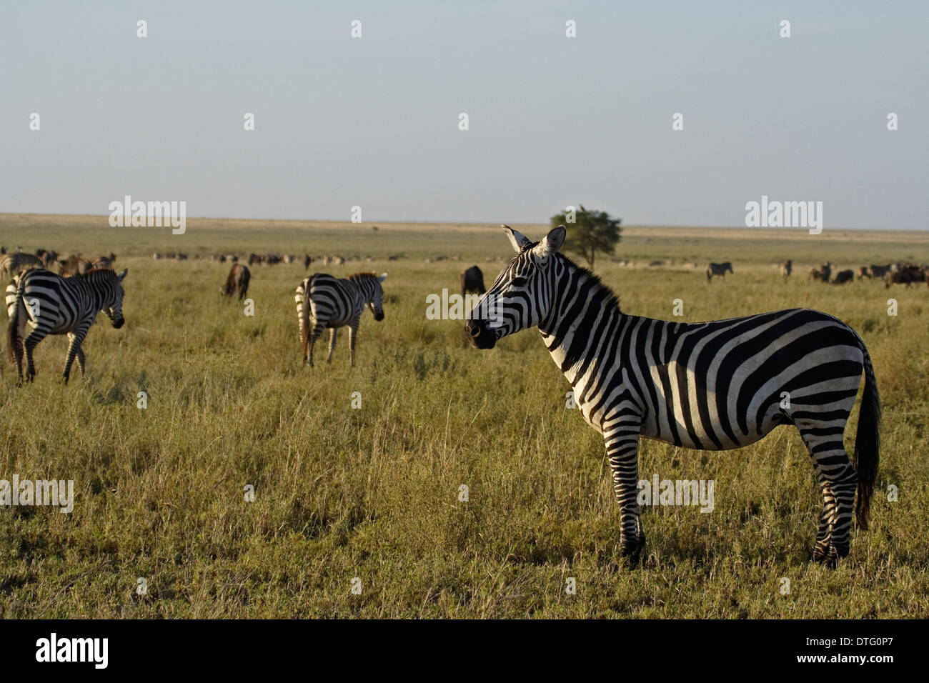 Grant's Zebras (Equus quagga boehmi Stock Photo - Alamy