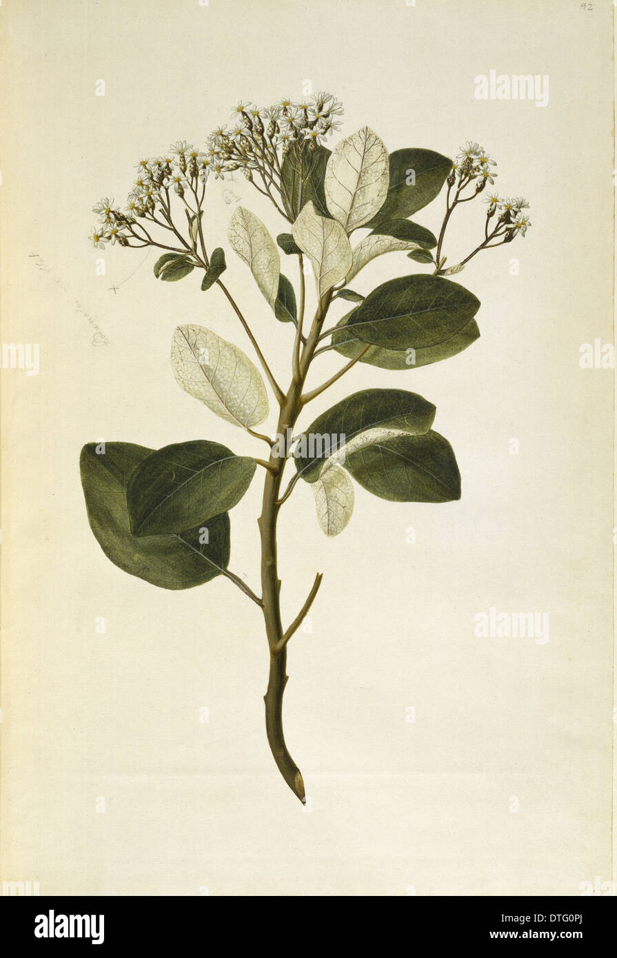 Olearia furfuracea, tree daisy Stock Photo