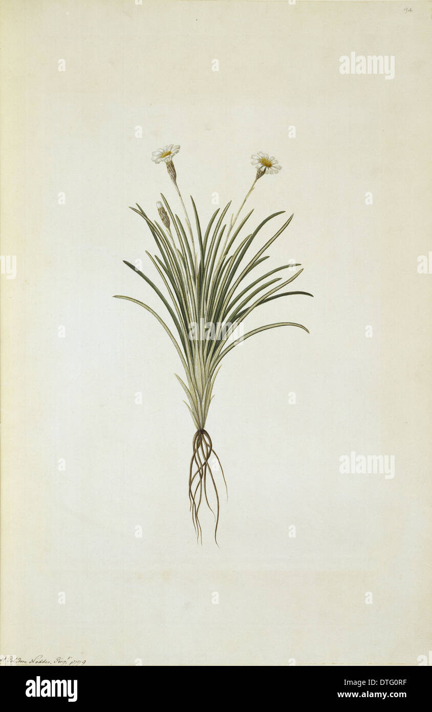 Celmisia gracilenta, dainty daisy Stock Photo