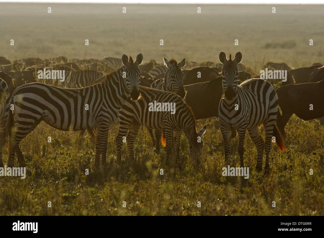 Grant's Zebras (Equus quagga boehmi) backlit Stock Photo - Alamy