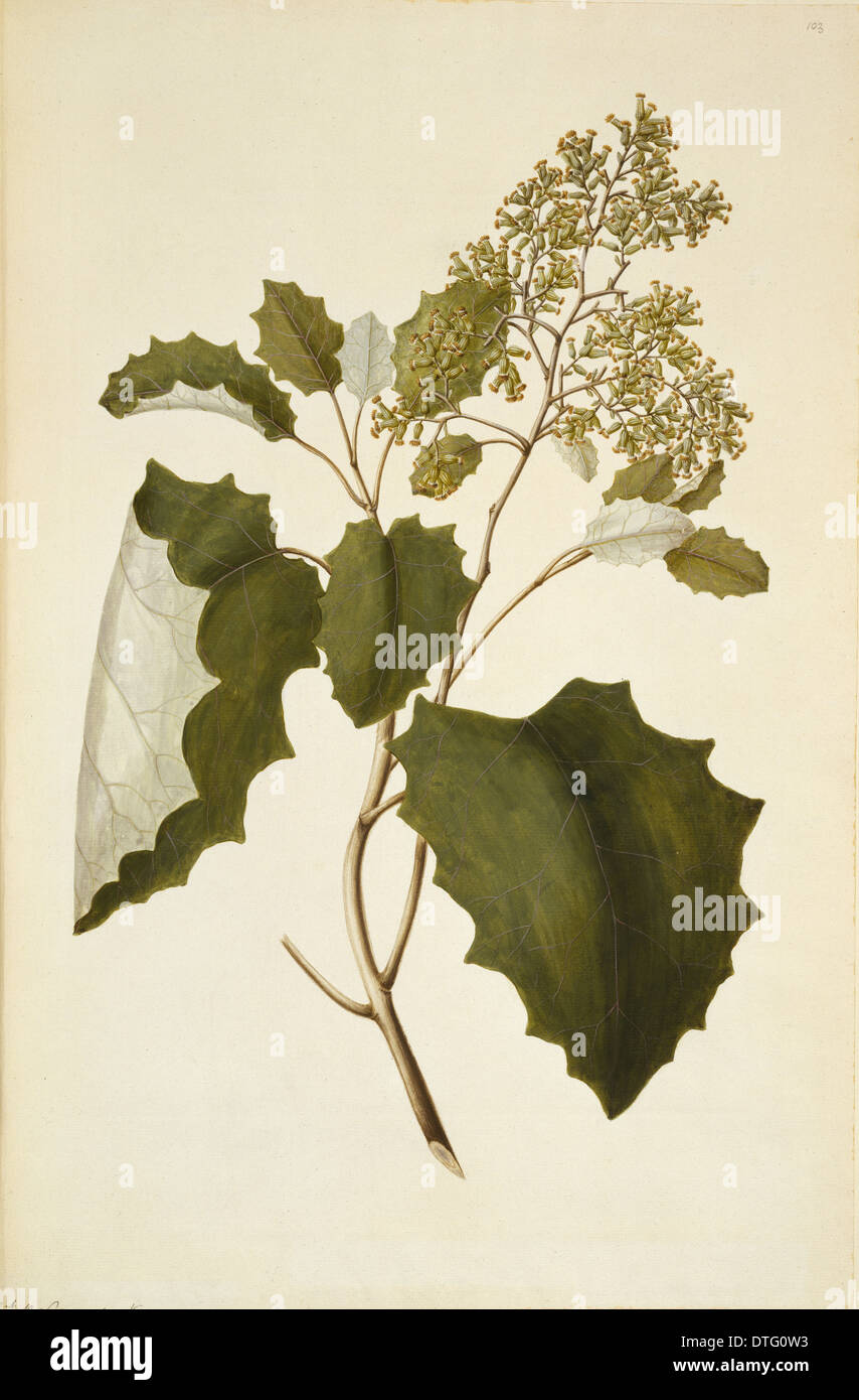 Brachyglottis repanda, bushman's toilet paper Stock Photo Alamy