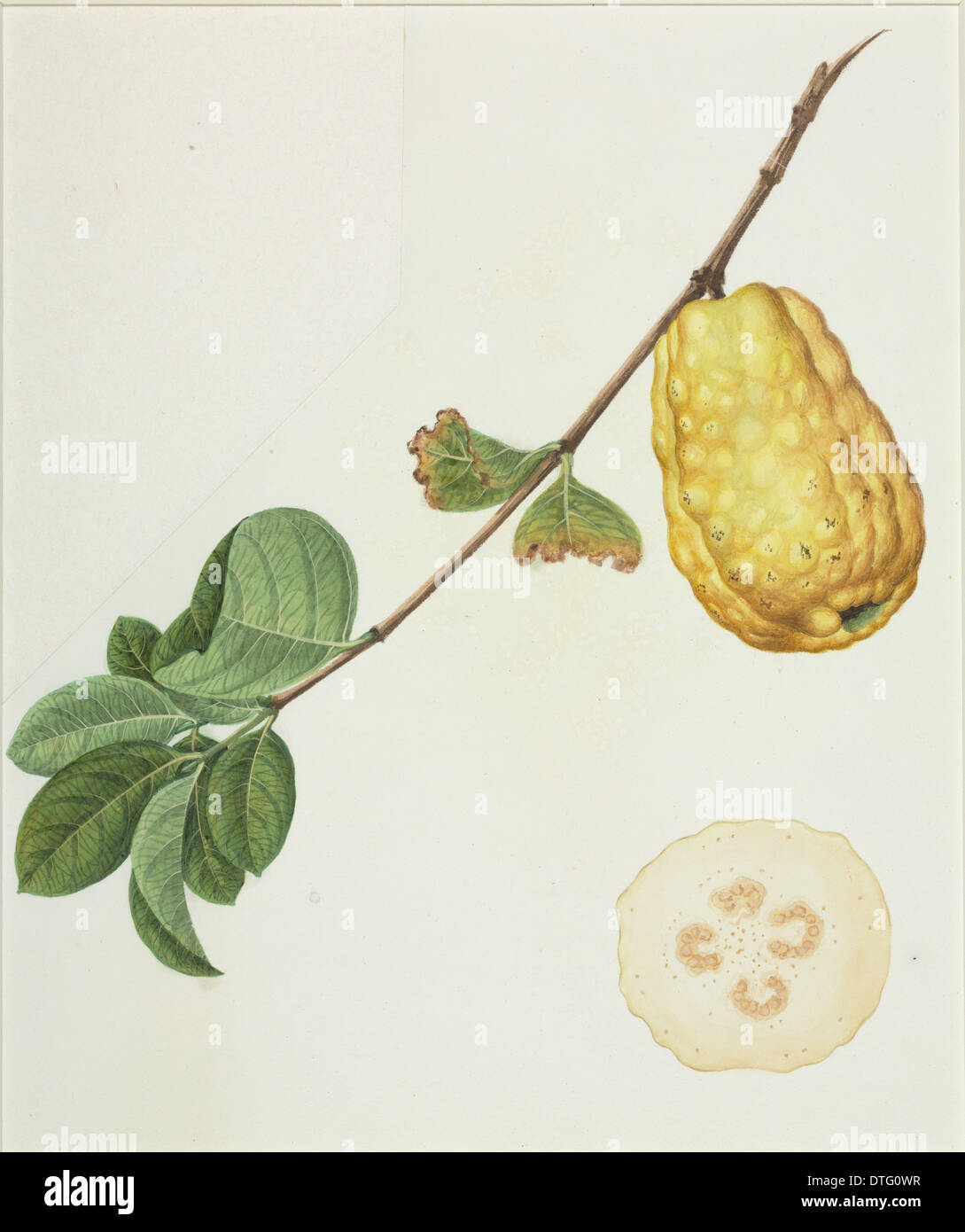 Psidium, guava Stock Photo
