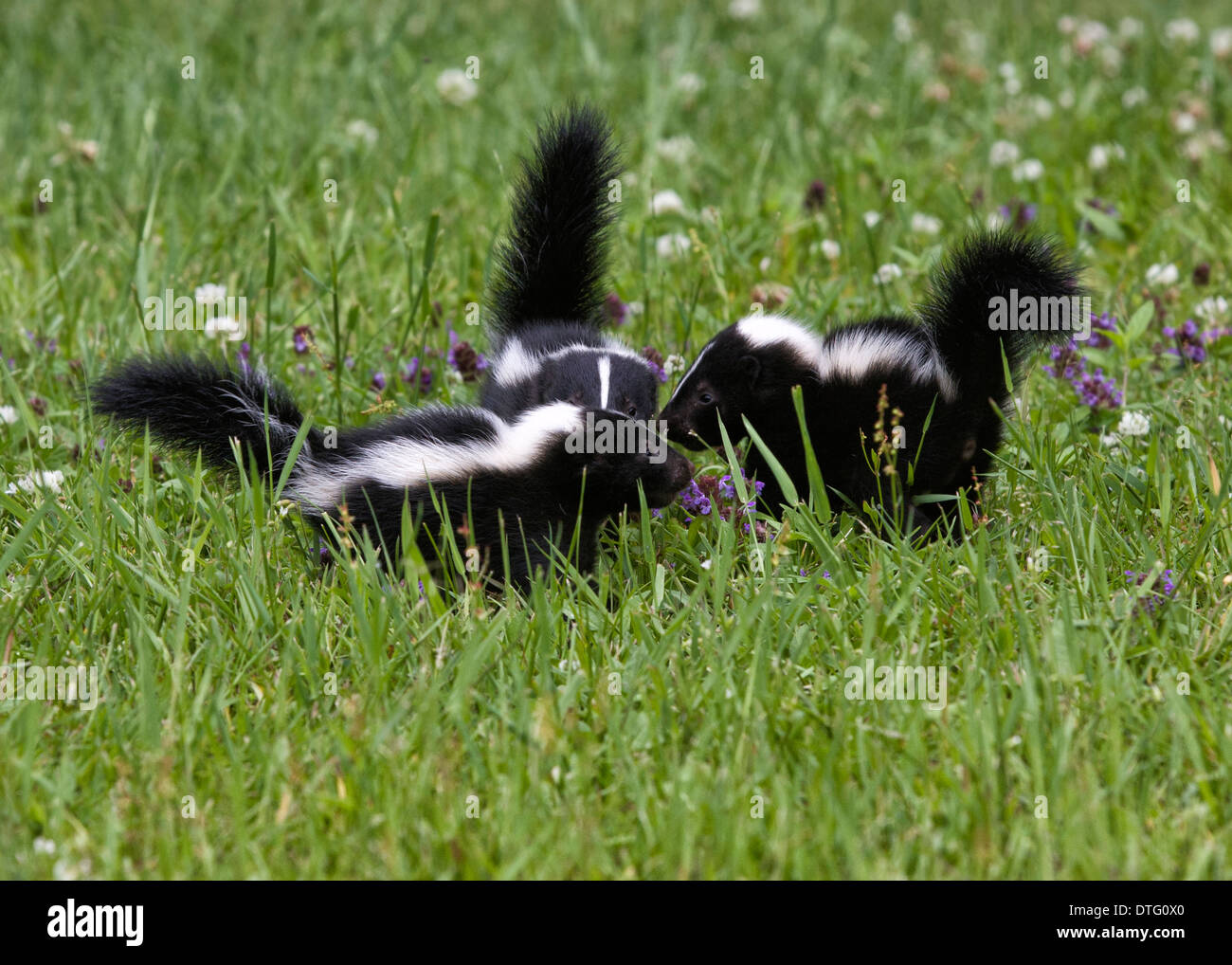 Three baby skunks with their heads together in a meadow Stock Photo