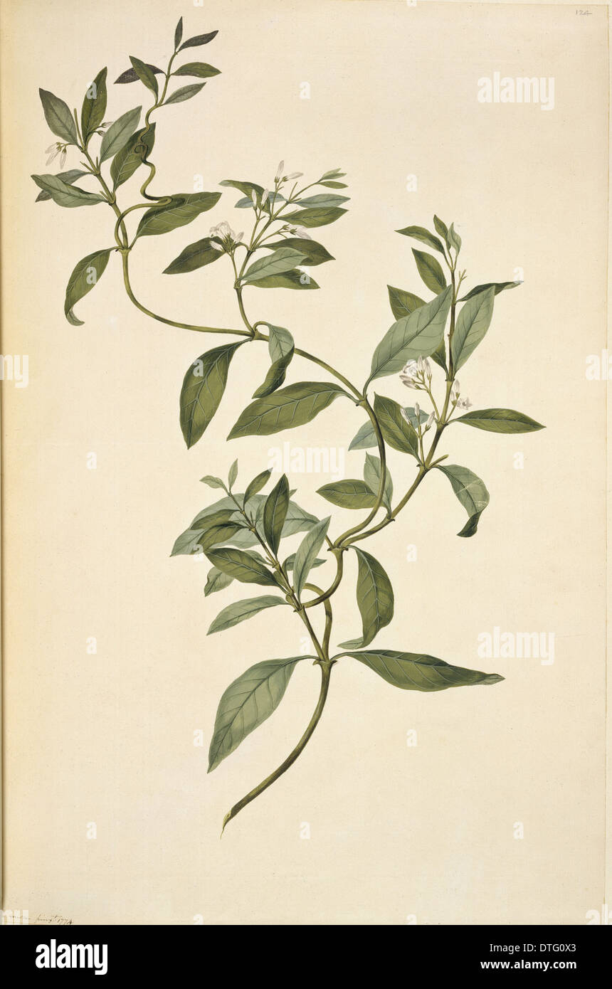 Parsonsia heterophylla, jasmine Stock Photo