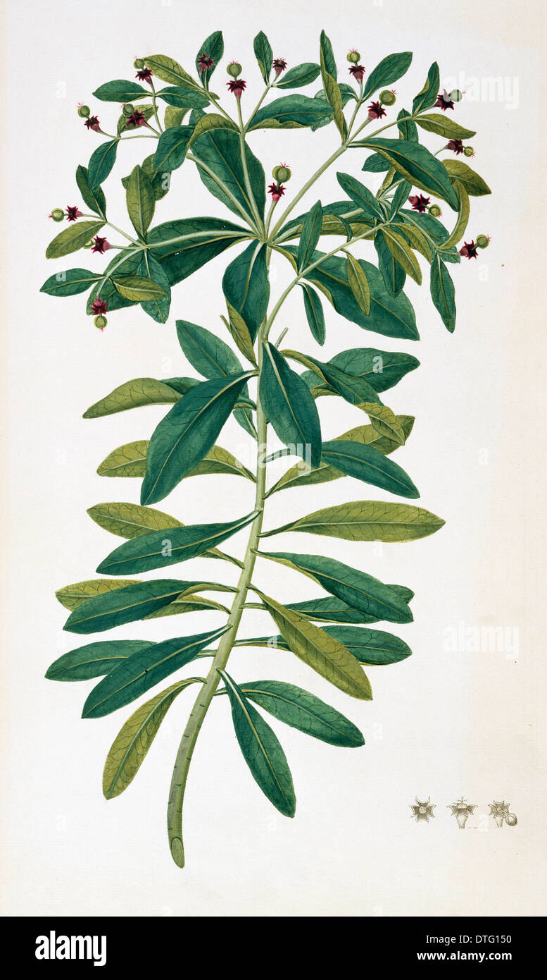 Euphorbia glauca, sea spurge Stock Photo