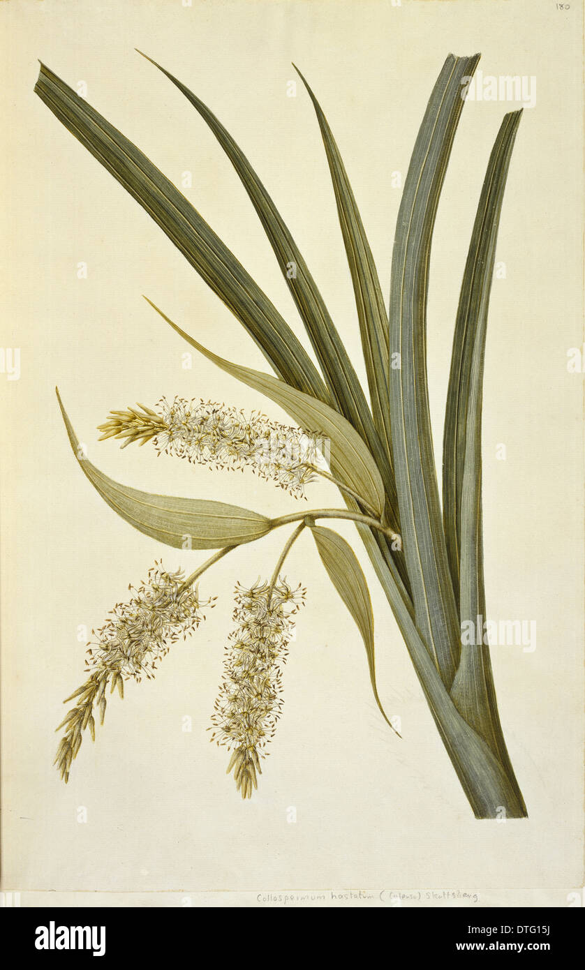 Collospermum hastatum, perching lily Stock Photo