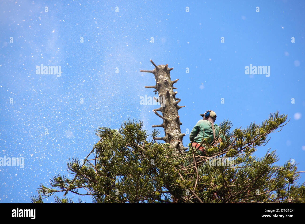 lumberjack cutting tree down with chainsaw with sawdust scattering