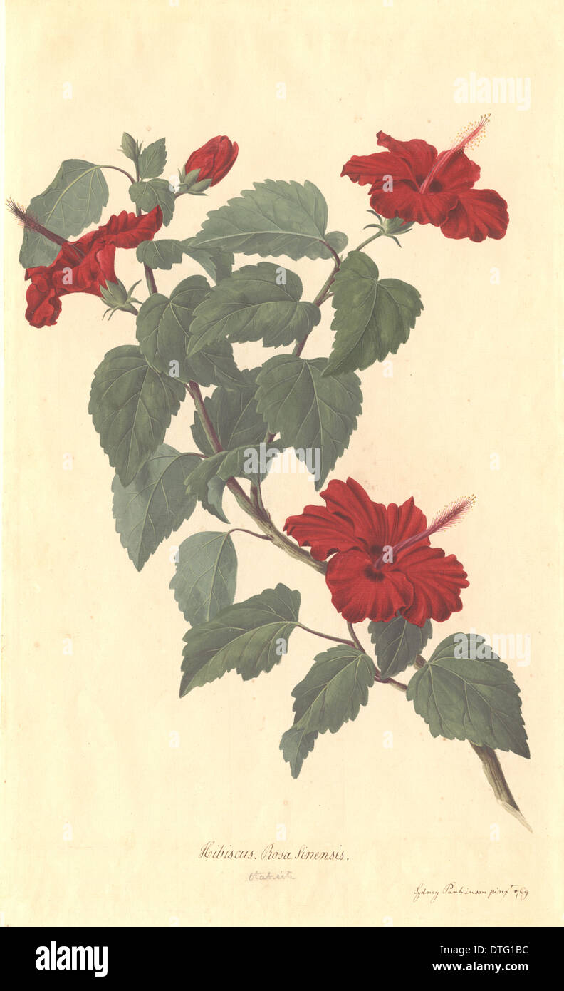 Hibiscus rosa-sinensis, rose of China Stock Photo