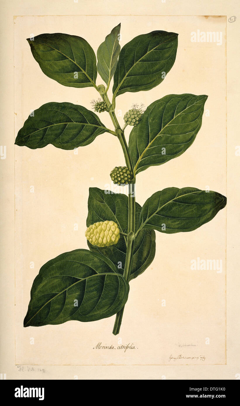 Morinda citrifolia, Indian mulberry Stock Photo