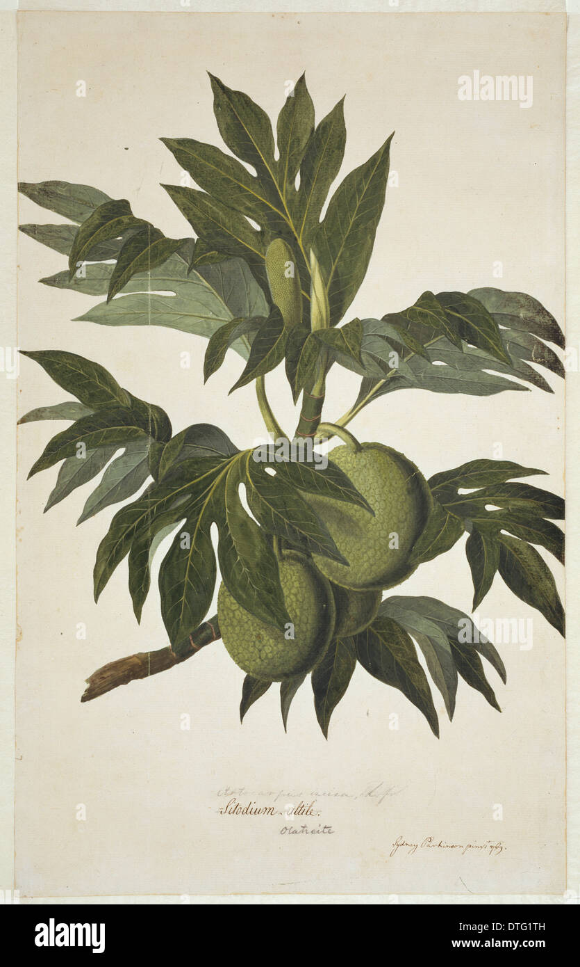 Artocarpus altilis, breadfruit tree Stock Photo