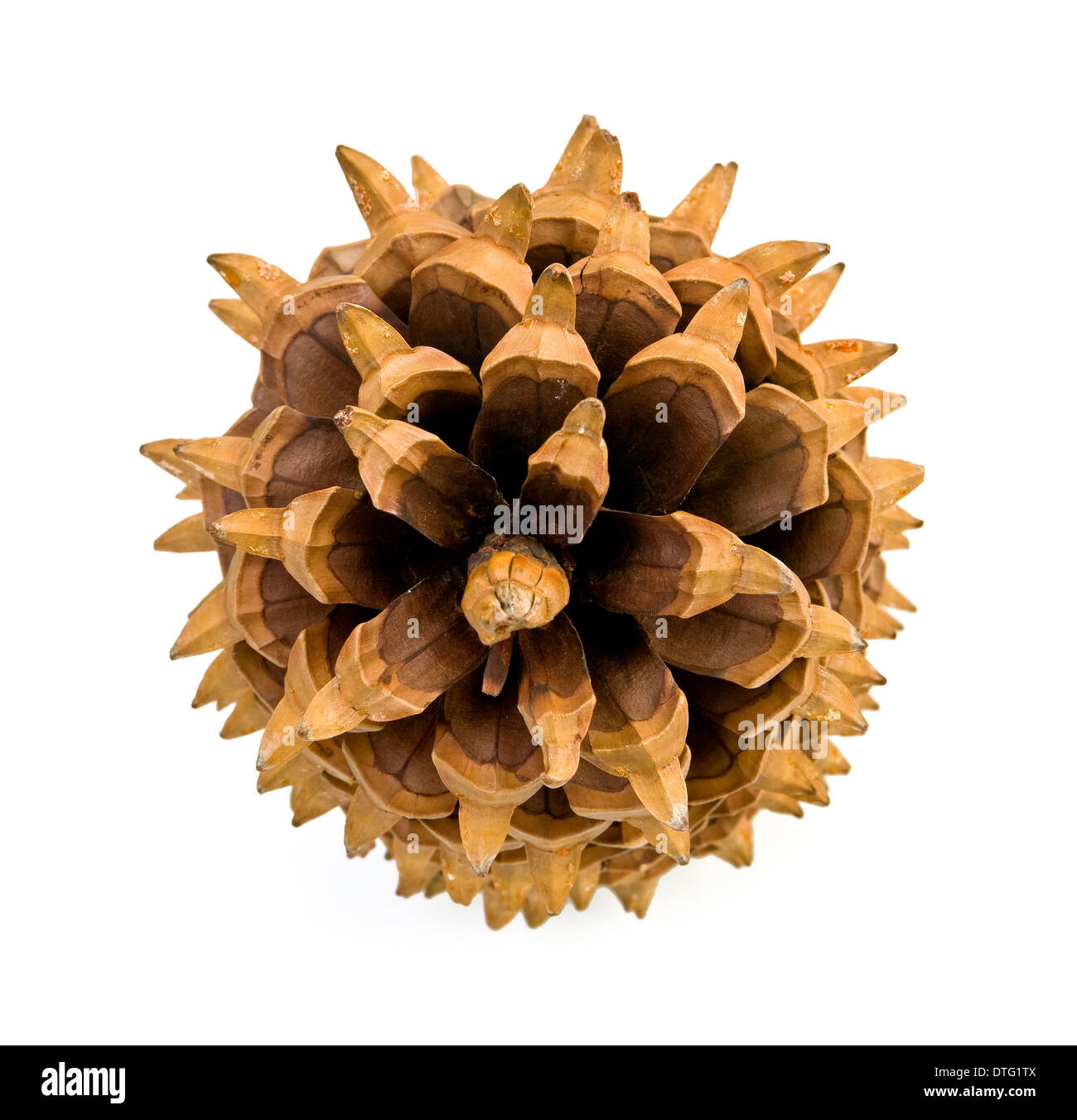 Pinus coulteri, big-cone pine Stock Photo