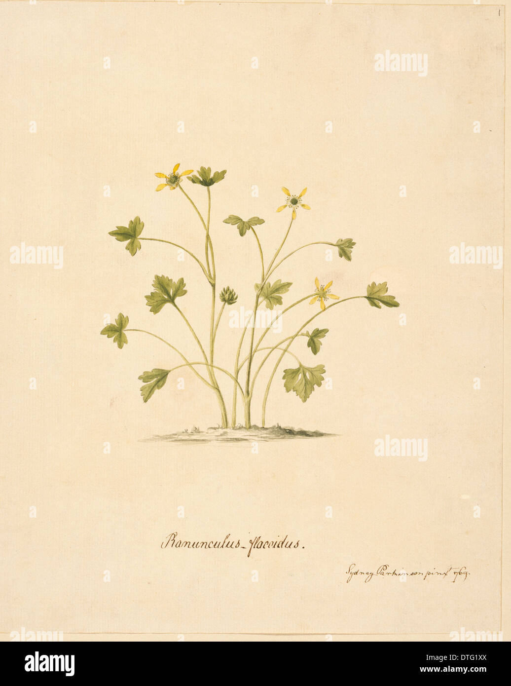 Ranunculus biternatus, antarctic buttercup Stock Photo